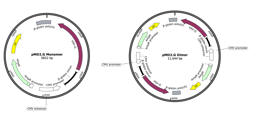 Plasmids 101: Dimers And Multimers